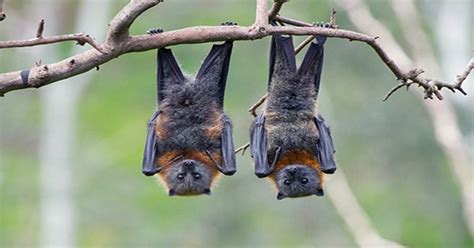 Protecting Bat Habitat Is Necessary To Prevent New Viruses From Infecting People - Assignment Point