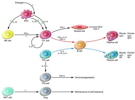 JCI - Myasthenia gravis: past, present, and future