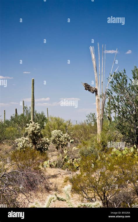 Saguaro National Park Arizona USA Stock Photo - Alamy