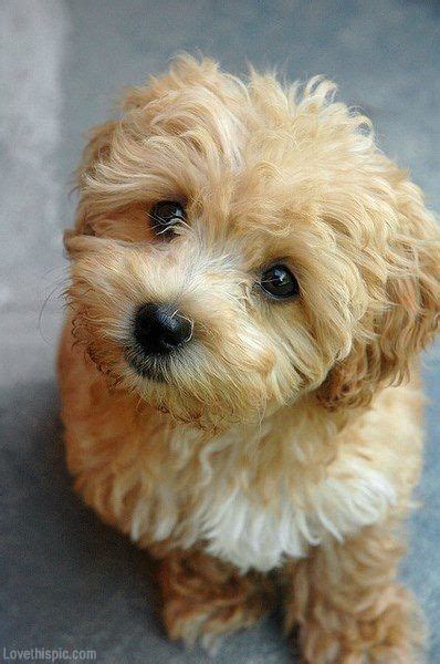 Maltese Poodle = Maltipoo cute animals sweet dog puppy pets poodle maltese maltipoo | Cute ...