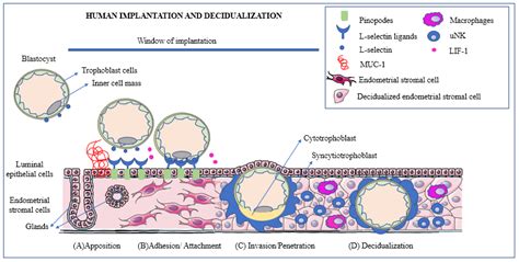 Physiologic Events of Embryo Implantation and Decidualization in Human and Non-Human Primates