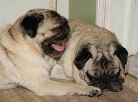 SashaCleo: More sleeping pugs