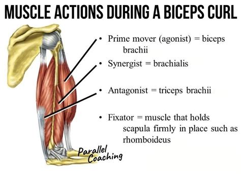 What is the Synergist Muscle in the Lying Hamstring Curl?