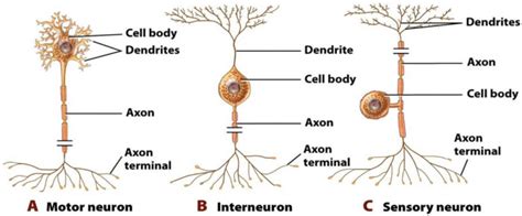 Sensory – Motor Functions and Neurons – Earth's Lab