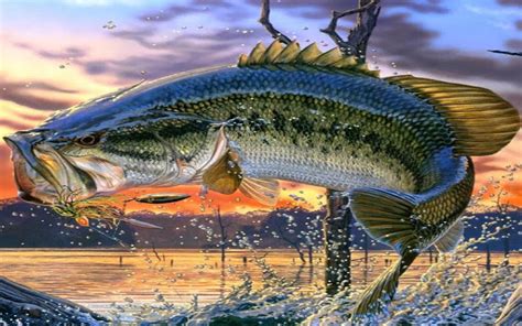 Largemouth Bass Wallpaper