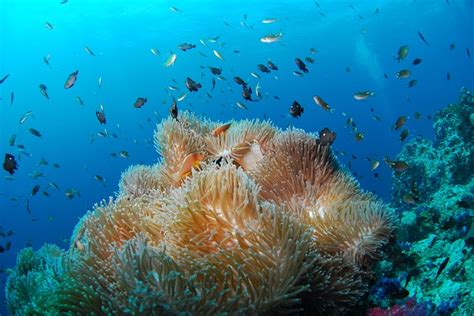 Snorkeling In Andaman - ScubaTopDive