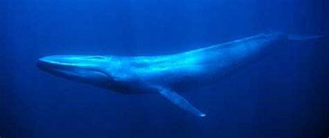 blue whale underwater | OhFact!