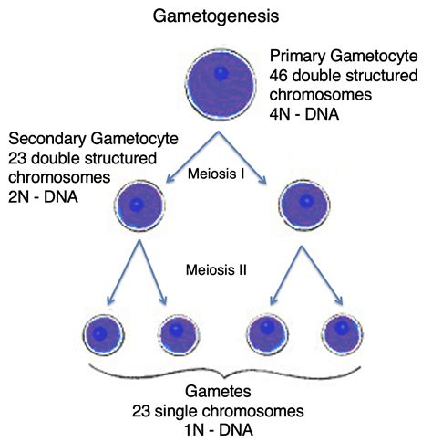 Gametogenesis | Embryology - A Web Site