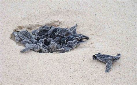 Palm Beach County Smashes All-Time Record for Sea Turtle Nests: 21,800 and Counting