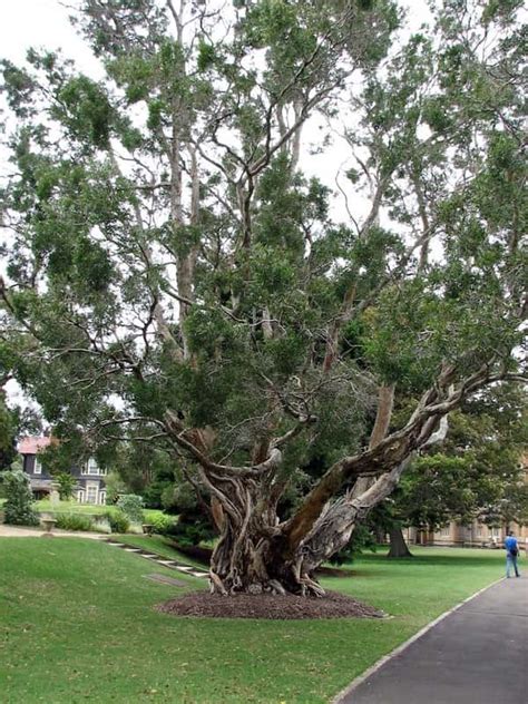 Melaleuca leucadendra - Weeping Paperbark