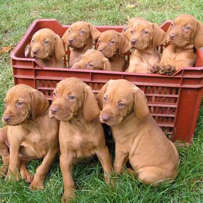 View Blog, Cooper's Redneck Kennel, Hungarian Vizslas, Texas, Breed, Vizsla Breeder near Fort ...