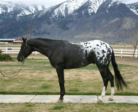 Appaloosa | Horses, Appaloosa horses, Pretty horses