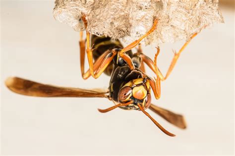 Red Paper Wasp Nest - Rwanda 24