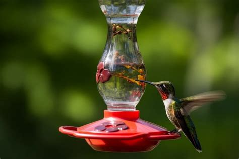 How Often to Change Hummingbird Feeder in Hot Weather: A Complete Guide