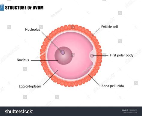 Ovum Structure Egg Cell Vector Esp10 Stock Vector (Royalty Free ...