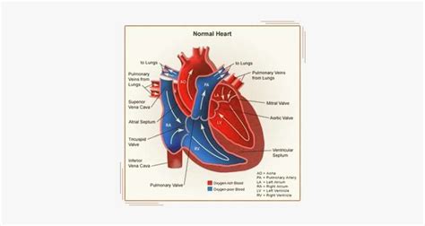 Download Know Your Heart - Oxygenated And Deoxygenated Blood Heart Diagram | Transparent PNG ...