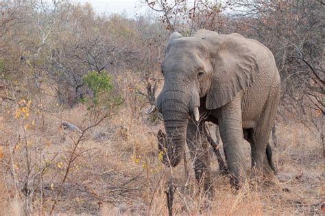 Familiar Faces: 19 Common Animals of Kruger National Park