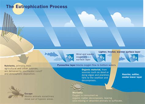 13.7: Eutrophication - Geosciences LibreTexts