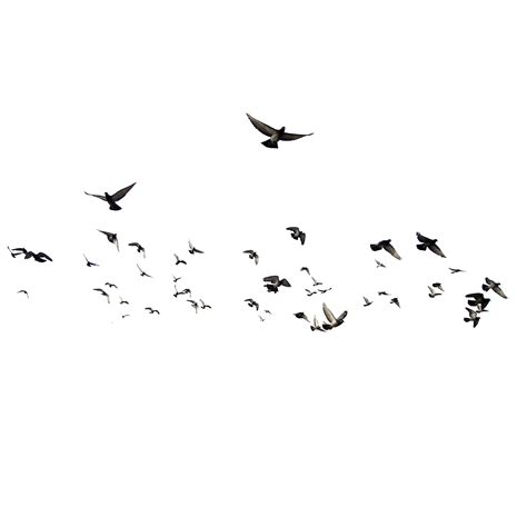 White Birds Png - Clip Art Library