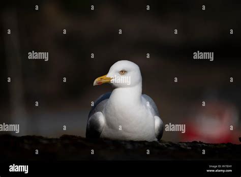 Herring Gull nesting on rooftop. Cornwall, UK Stock Photo - Alamy