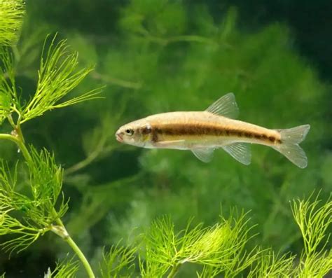 How to Breed Minnows? - Our Aquariums