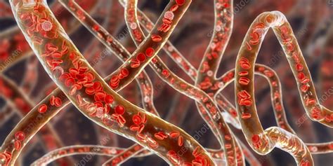 Blood vessels, illustration - Stock Image - F036/3409 - Science Photo Library