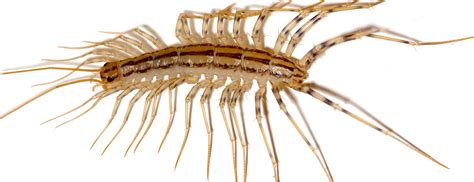 What are those terrifying centipede-like things? | OUPblog