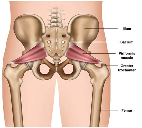 How To Release The Piriformis Muscle (Massage Ball and Stretching ...