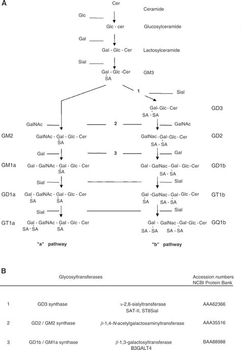 Schematic representation of the major pathways of ganglioside ...