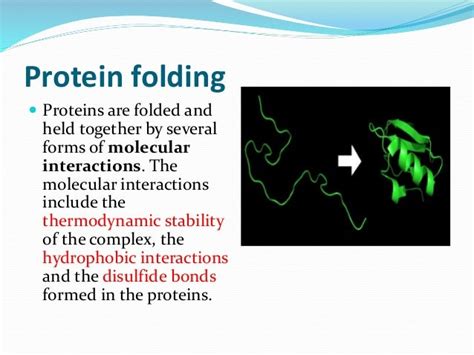 Protein Folding Mechanism