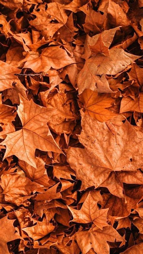 Orange Leaf Wallpapers - Top Free Orange Leaf Backgrounds - WallpaperAccess