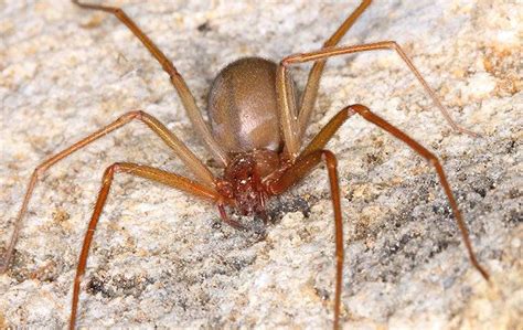 Is This Spider In My West Palm Beach Home Dangerous? | Empire Pest Defense