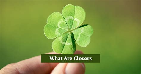 What Does a Four Leaf Clover Mean? | Mysticsense