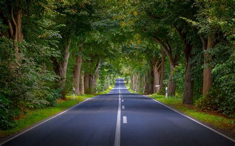 Tree Lined Road, avenue, alley, road, trees, HD wallpaper | Peakpx