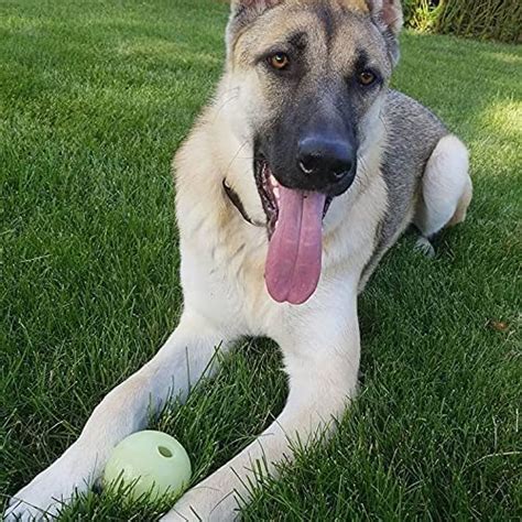 The 15 Best Dog Fetch Toys for Hours of Endless Play