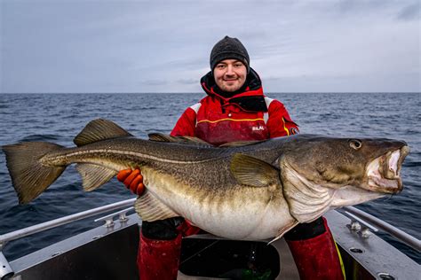 Skreifeber på Sørøya, resulterte i rekordtorsk til Bilal Saab - Fiskeavisen.no