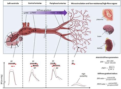 Frontiers | Center-To-Periphery Arterial Stiffness Gradient Is Attenuated and/or Reversed in ...