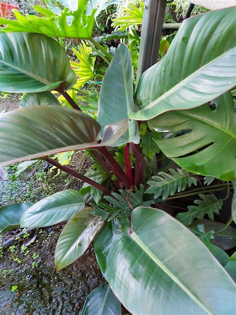 Philodendron Plant Varieties — Eumundi Roses