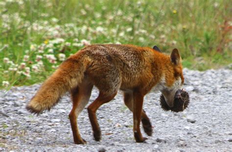 European Hedgehog Mortality - Predators | Wildlife Online