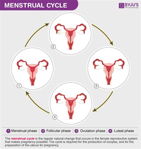 Menstrual Cycle - A Reproductive Phase In Humans