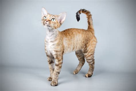 Devon Rex: Cat Breed Profile, Characteristics & Care