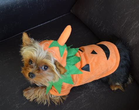 Bella is ready for Halloween | Yorkie, Doggy, Cute animals