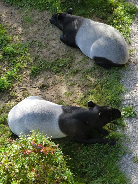 Tapirs