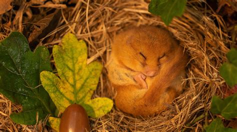 Hazel-Dormouse-PTES-Give-a-dormouse-a-home-julescoxphotography - People's Trust for Endangered ...