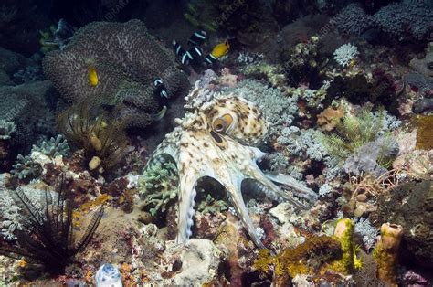 Day octopus hunting on a reef - Stock Image - C007/9554 - Science Photo Library