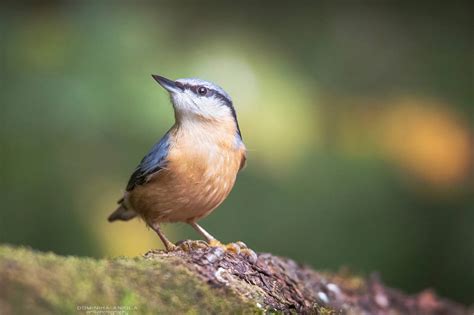 Eurasian Nuthatch #2 by DominikaAniola on DeviantArt