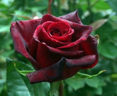 Rose Black Magic - Standard Rose - Roses - Flowers by category | Sierra Flower Finder