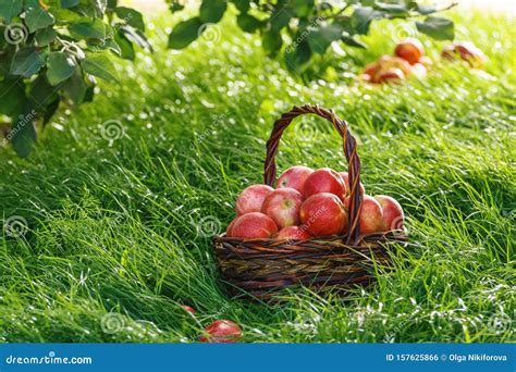 Harvesting. Apples in a Basket and on the Grass Under the Branches of an Apple Tree Stock Photo ...