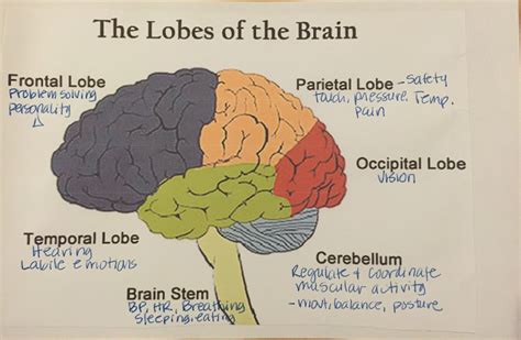 What do I need to know for Blk 4 Brain?? | Brain lobes, Brain tumor, Brain stem