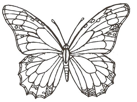 Free Butterfly Drawing, Download Free Butterfly Drawing png images, Free ClipArts on Clipart Library
